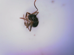 Nylanderia jaegerskioeldi