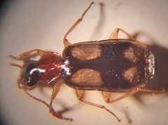Dromius quadrimaculatus