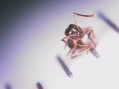 Nylanderia jaegerskioeldi