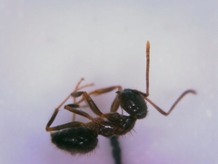 Nylanderia jaegerskioeldi