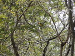 Malaconotus blanchoti