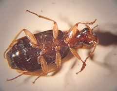 Dromius quadrimaculatus