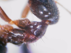 Nylanderia jaegerskioeldi