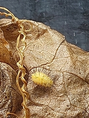 Epilachna varivestis