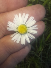 Bellis sylvestris