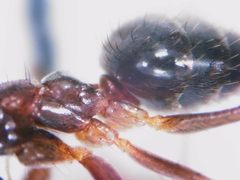 Nylanderia jaegerskioeldi