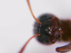 Nylanderia jaegerskioeldi