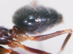 Nylanderia jaegerskioeldi