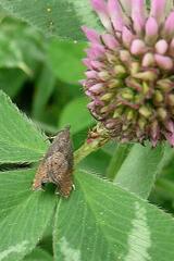 Dichrorampha sedatana