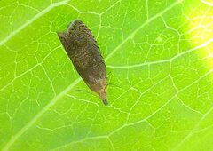 Dichrorampha sylvicolana