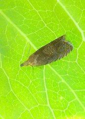 Dichrorampha sylvicolana