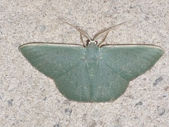 Prasinocyma semicrocea