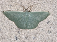 Prasinocyma semicrocea