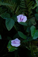 Centrosema pubescens