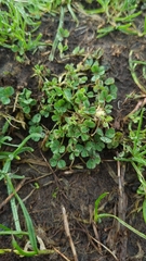 Medicago arabica
