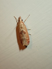 Syntonarcha iriastis