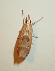 Syntonarcha iriastis