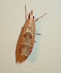 Syntonarcha iriastis