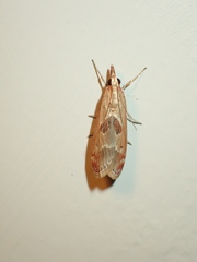 Syntonarcha iriastis