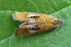 Olethreutes arcuella