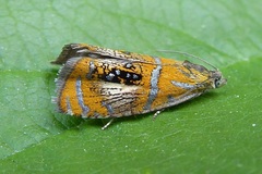 Olethreutes arcuella