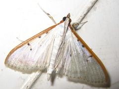 Palpita nigropunctalis