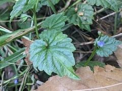 Lobelia trigonocaulis
