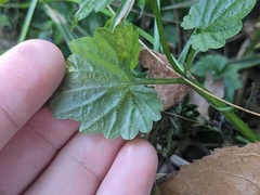 Lobelia trigonocaulis