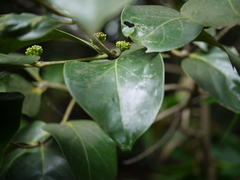 Psydrax umbellata