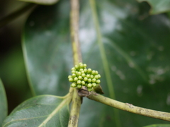 Psydrax umbellata