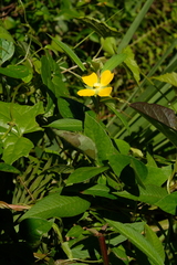 Ludwigia bonariensis