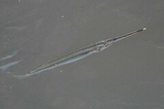 Zenarchopterus buffonis