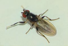 Pseudopomyza