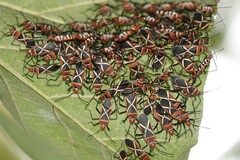 Dysdercus decussatus