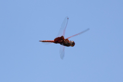 Tramea stenoloba