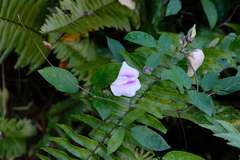 Centrosema pubescens