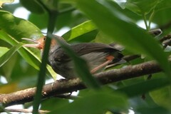 Orthotomus ruficeps