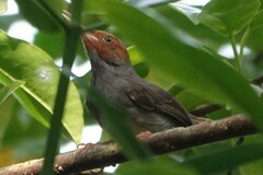 Orthotomus ruficeps