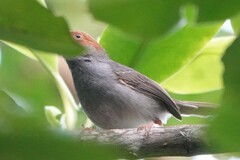 Orthotomus ruficeps