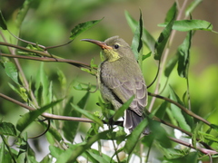 Nectarinia famosa famosa