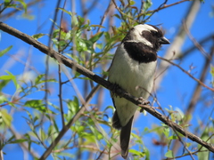Passer melanurus melanurus