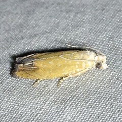 Eucosma floridana