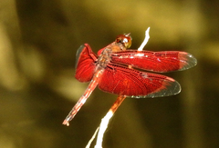 Neurothemis
