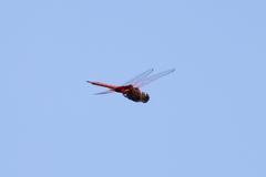 Tramea stenoloba