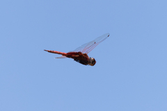 Tramea stenoloba