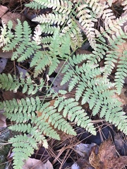 Pteridium aquilinum latiusculum