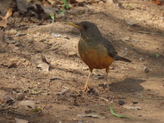 Turdus olivaceus olivaceus