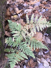 Pteridium aquilinum latiusculum