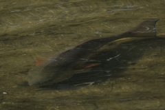 Sciaenops ocellatus