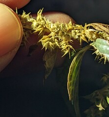 Amaranthus watsonii